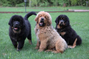 Tibeti mastiff - mi a fajta jellemzője?